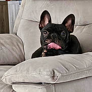 Arlo participe au concours pour gagner de l'argent avec cette photo : animal, armchair, black_dog, canine, couch, cozy, cute, decor, dog, ears_up, french_bulldog, home, houseplant, indoor, living_room, paw, pet, plush_furniture, relaxed, tongue_out
