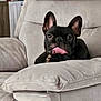 animal, armchair, black_dog, canine, couch, cozy, cute, decor, dog, ears_up, french_bulldog, home, houseplant, indoor, living_room, paw, pet, plush_furniture, relaxed, tongue_out