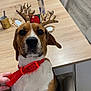 dog, reindeer_ears, red_collar, chair, wooden_table, kitchen, can, mug, hand, floor, cabinet, indoor, pet, brown_white_black_fur, festive, holiday_accessory, seated, looking_at_camera, decor, domestic