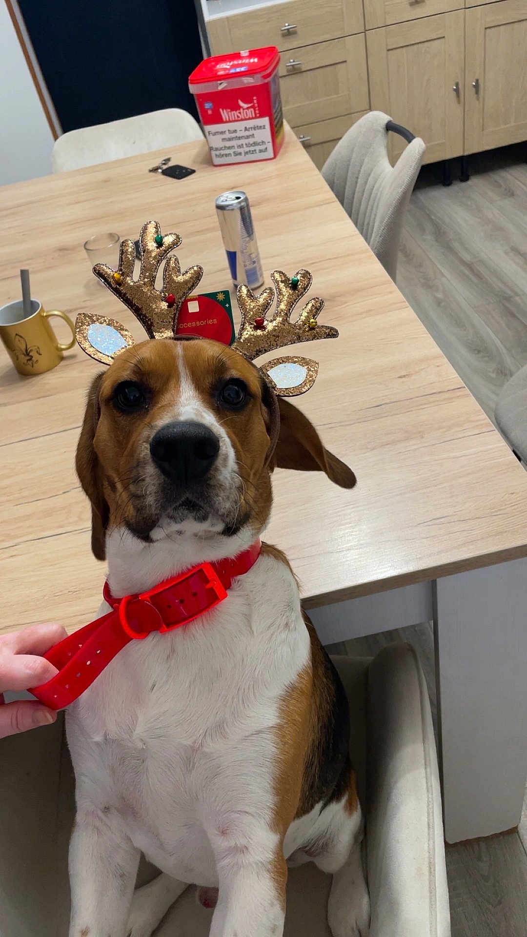 Rocky a rejoint le concours — aidez-le/la à gagner de superbes lots ! dog, reindeer_ears, red_collar, chair, wooden_table, kitchen, can, mug, hand, floor, cabinet, indoor, pet, brown_white_black_fur, festive, holiday_accessory, seated, looking_at_camera, decor, domestic