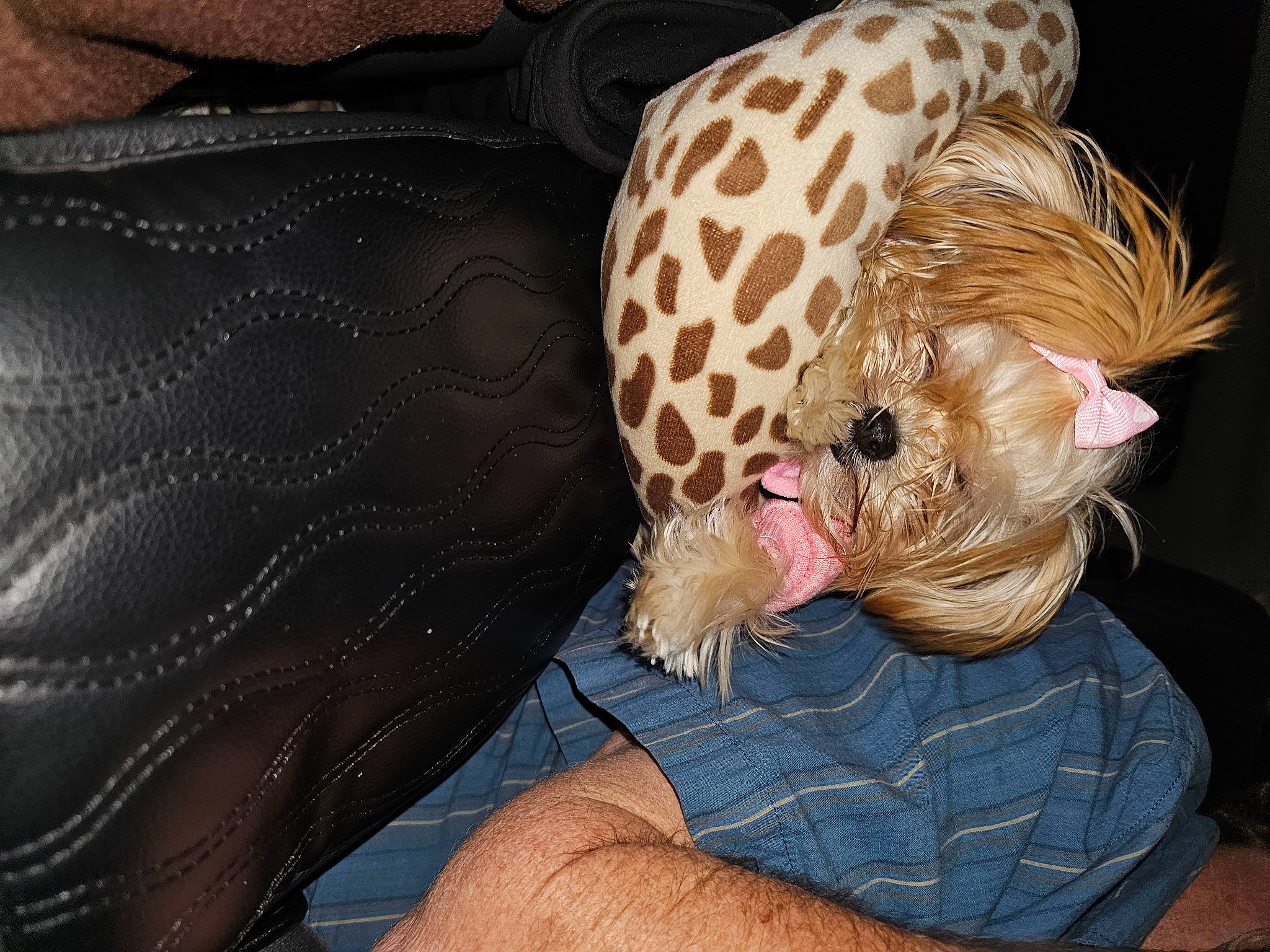 Princess Little Toot is registered to the contest to win money with this photo: beak, bird, comfort, fashion_accessory, fawn, feather, flesh, foot, fur, galliformes, head, human_leg, knee, linens, nap, pattern, poultry, thigh