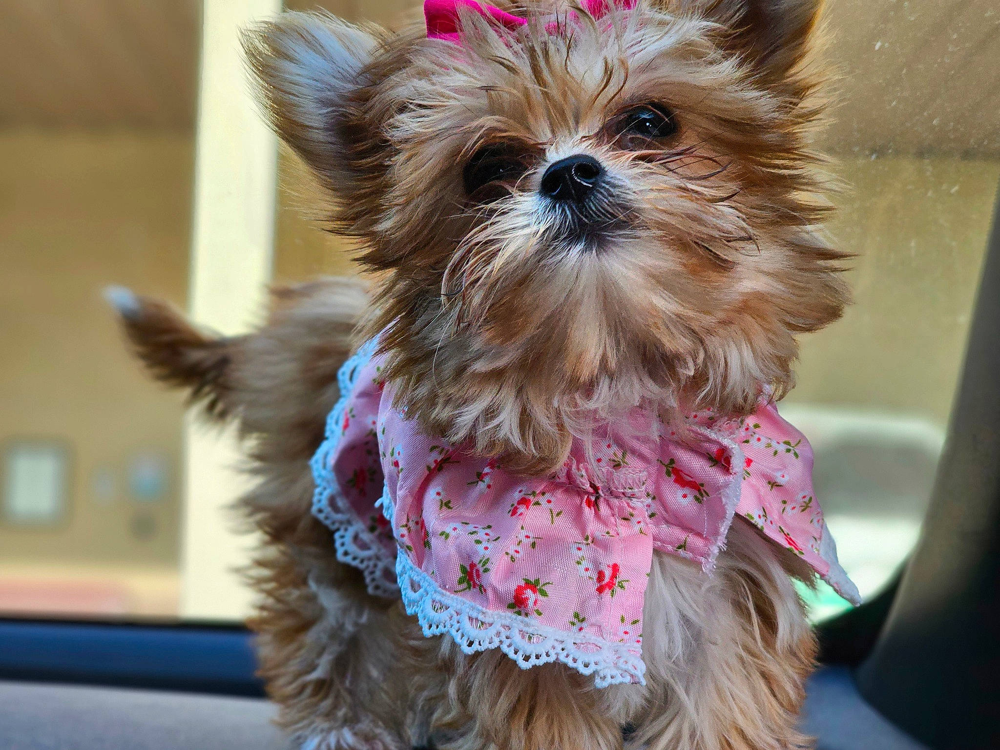 Princess Little Toot joined the competition — help win amazing prizes! canidae, carnivore, collar, companion_dog, dog, dog_breed, dog_collar, dog_supply, event, fashion_accessory, fawn, fur, liver, pet_supply, small_terrier, sporting_group, toy_dog, working_animal, yorkipoo, yorkshire_terrier