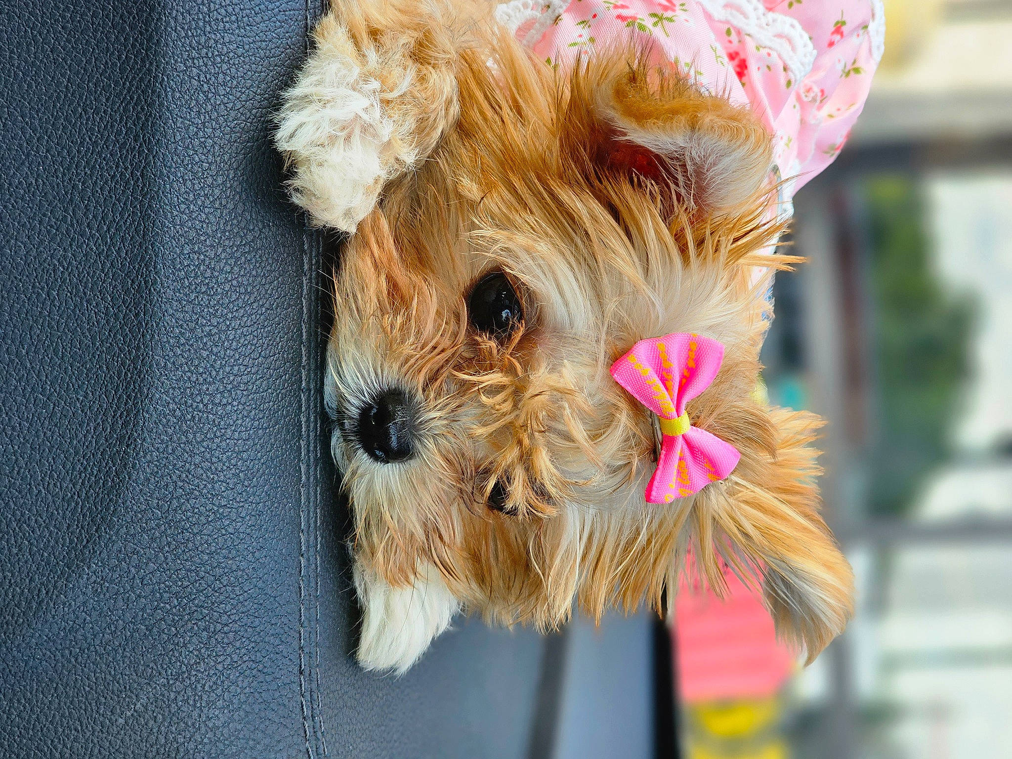 Princess Little Toot joined the competition — help win amazing prizes! canidae, carnivore, companion_dog, dog, dog_breed, dog_clothes, dog_supply, event, eye, fawn, fur, small_terrier, snout, sporting_group, terrier, toy, toy_dog, whiskers, working_animal, yorkshire_terrier