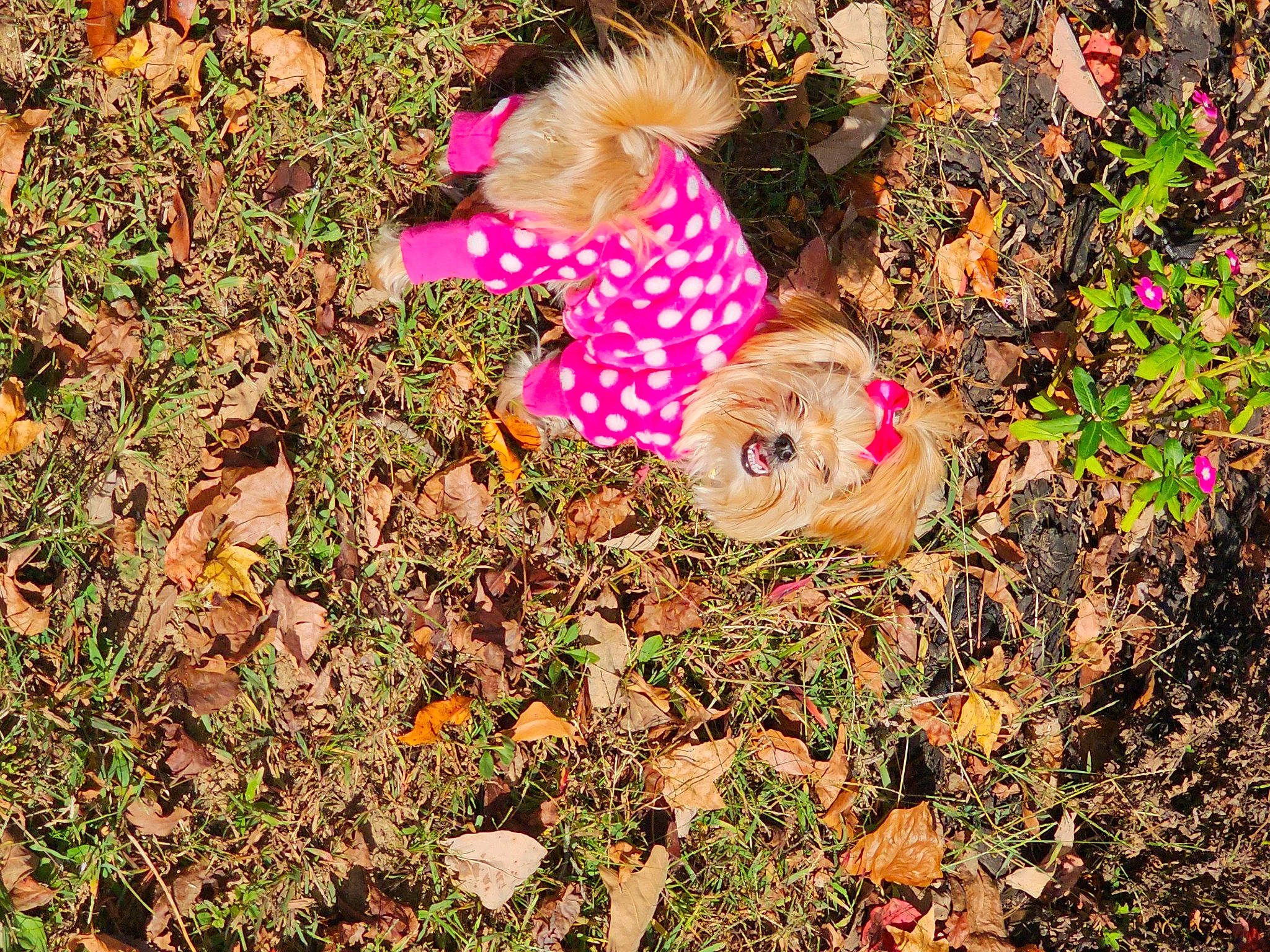 Princess Little Toot joined the competition — help win amazing prizes! baby, baby_toddler_clothing, child, deciduous, fawn, garden, grass, groundcover, magenta, mixture, people_in_nature, plant, soil, toddler