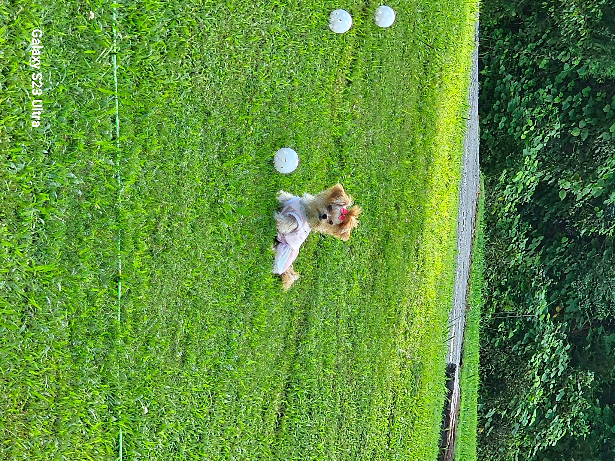 Princess Little Toot is registered to the contest to win money with this photo: artificial_turf, field, garden, grass, grass_family, grassland, groundcover, landscape, lawn, leisure, meadow, natural_landscape, pasture, people_in_nature, plant, shrub, slope, terrestrial_plant, tree, vegetation