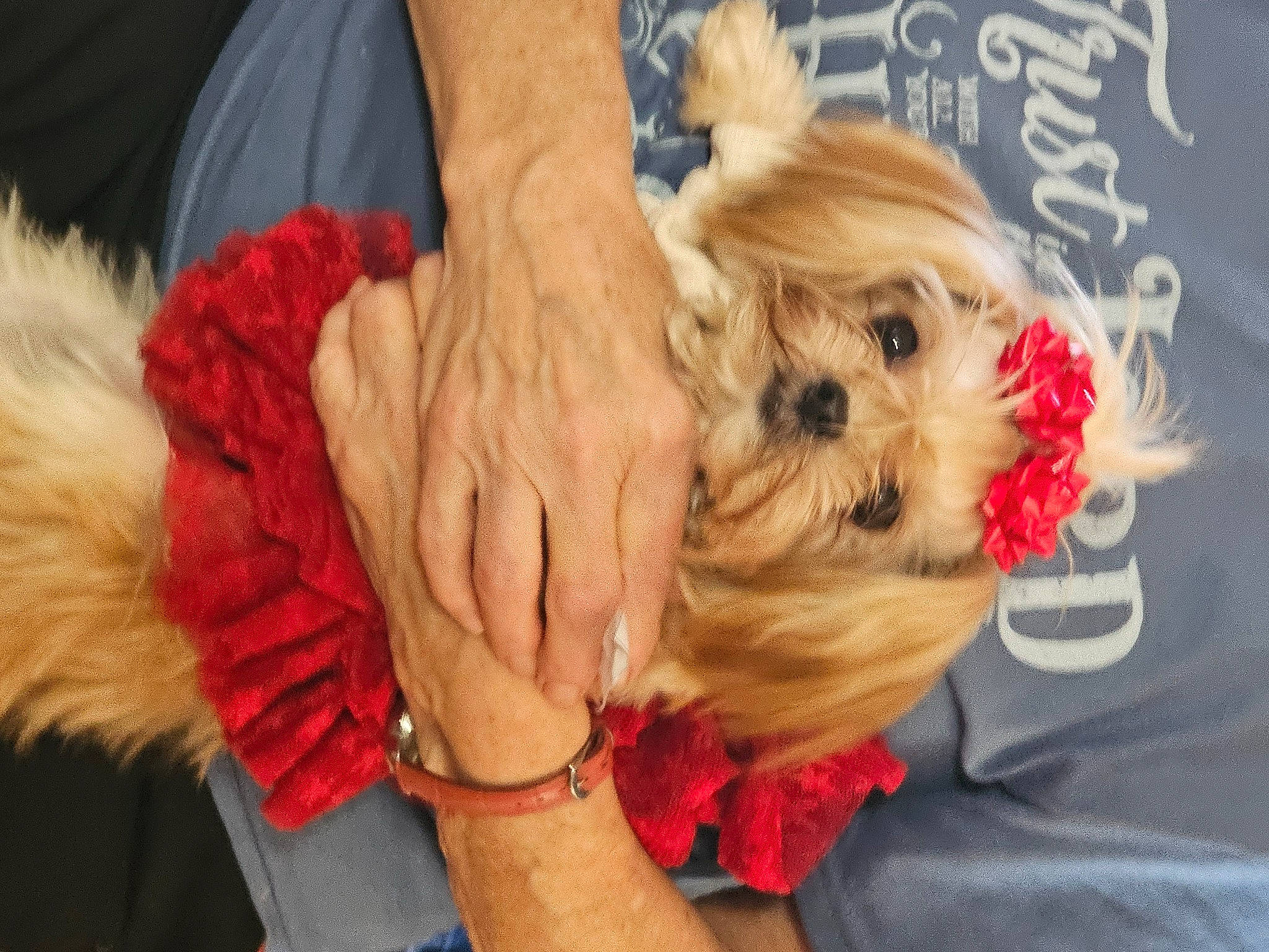 Princess Little Toot is registered to the contest to win money with this photo: canidae, carnivore, collar, companion_dog, dog, dog_breed, dog_clothes, dog_collar, dog_supply, event, fawn, fictional_character, fur, gesture, happy, holiday, snout, sporting_group, toy_dog, working_animal