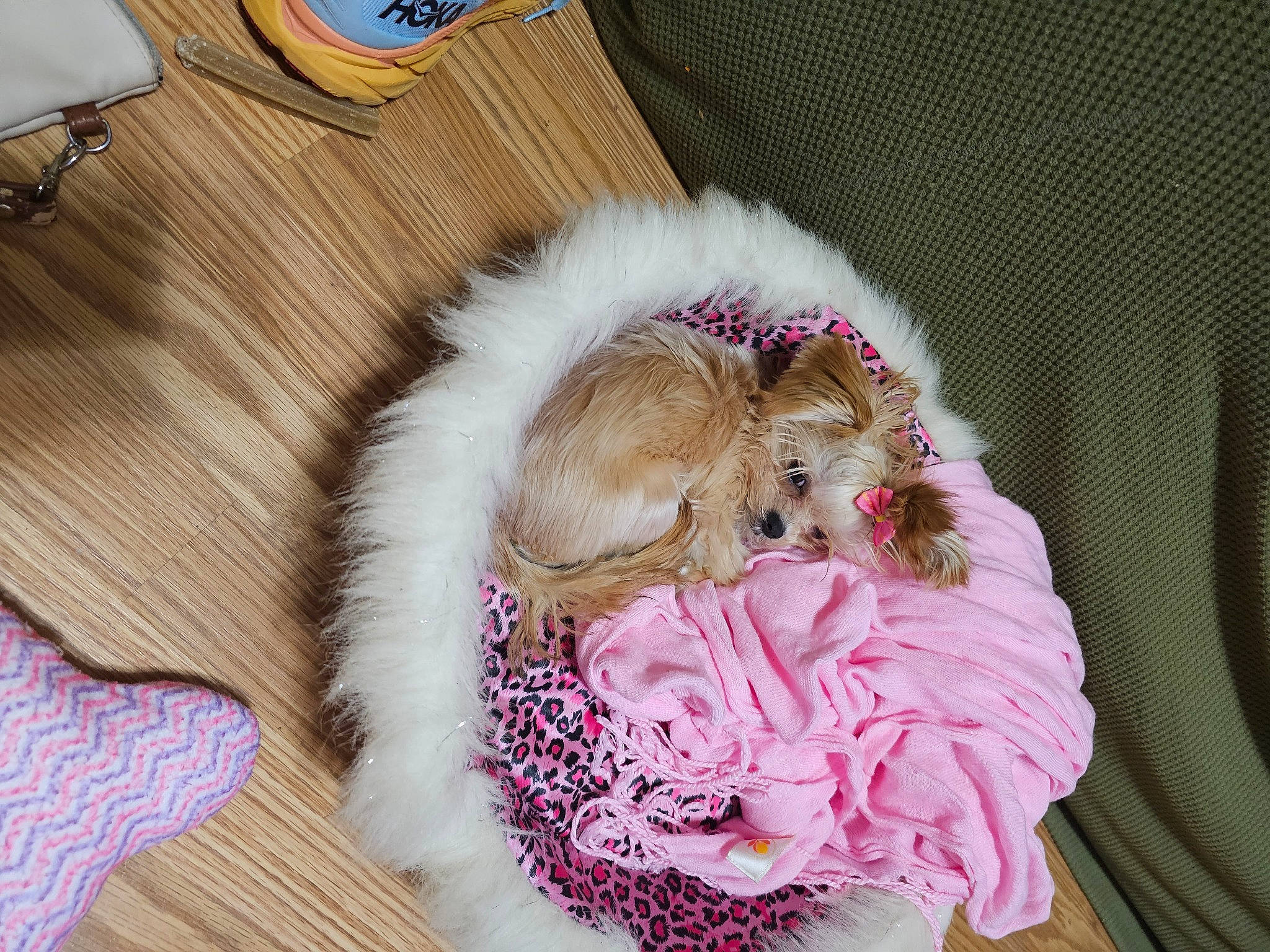 Princess Little Toot joined the competition — help win amazing prizes! canidae, carnivore, comfort, companion_dog, dog, dog_breed, dog_clothes, dog_supply, fawn, felidae, flooring, fur, hardwood, linens, magenta, sporting_group, terrier, toy, toy_dog, wood