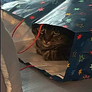 Bella joined the competition — help win amazing prizes! cat, tabby, gift_bag, stars, curious, pet, indoor, animal, feline, face, eyes, paper_bag, patterned, colorful, playful, cozy, hiding, closeup, domestic_cat, cute