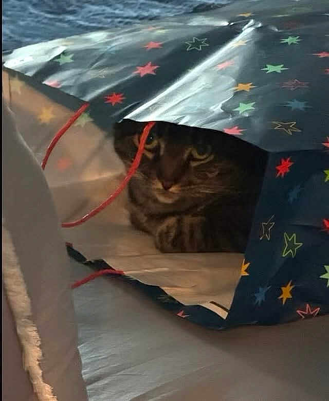 Bella