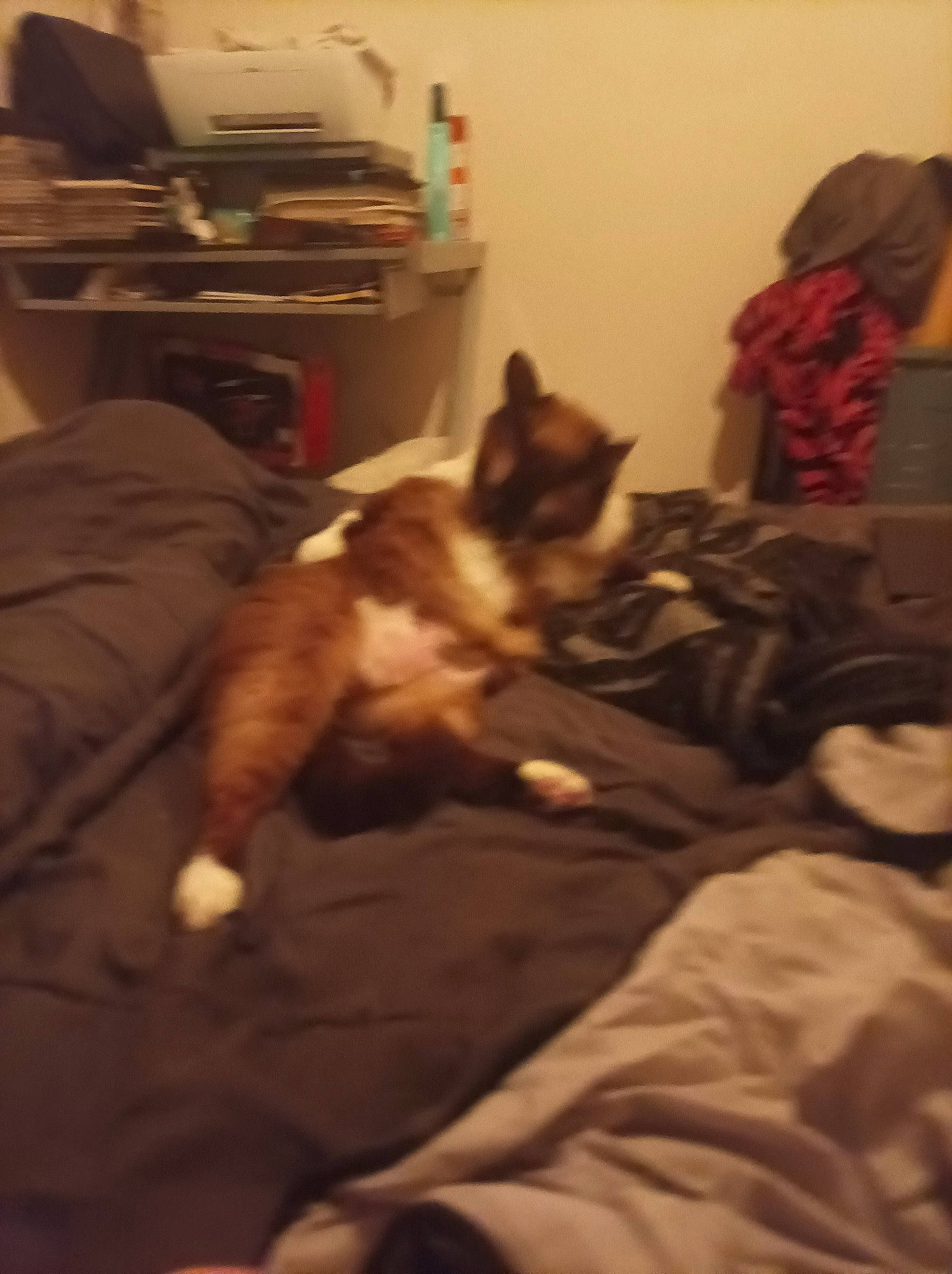 Gratouille a rejoint le concours — aidez-le/la à gagner de superbes lots ! bed, bedding, brown, carnivore, cat, comfort, companion_dog, dog_breed, domestic_short_haired_cat, felidae, flooring, fur, hardwood, linens, photocopier, room, small_to_medium_sized_cats, tail, whiskers, wood