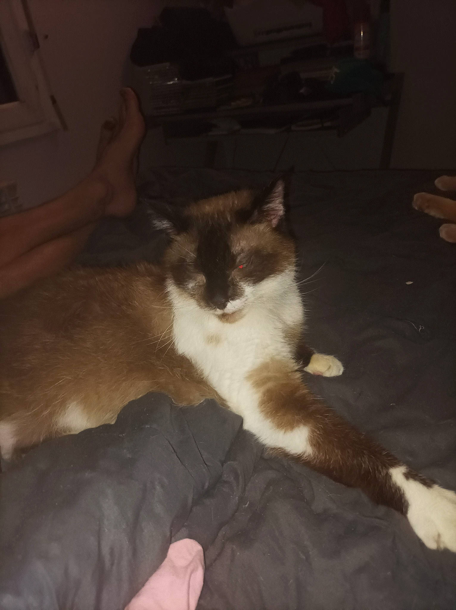 Gratouille participe au concours pour gagner de l'argent avec cette photo : carnivore, cat, cloud, comfort, companion_dog, dog_breed, domestic_short_haired_cat, fawn, felidae, flooring, foot, fur, hardwood, human_leg, lap, paw, small_to_medium_sized_cats, tail, whiskers, wood