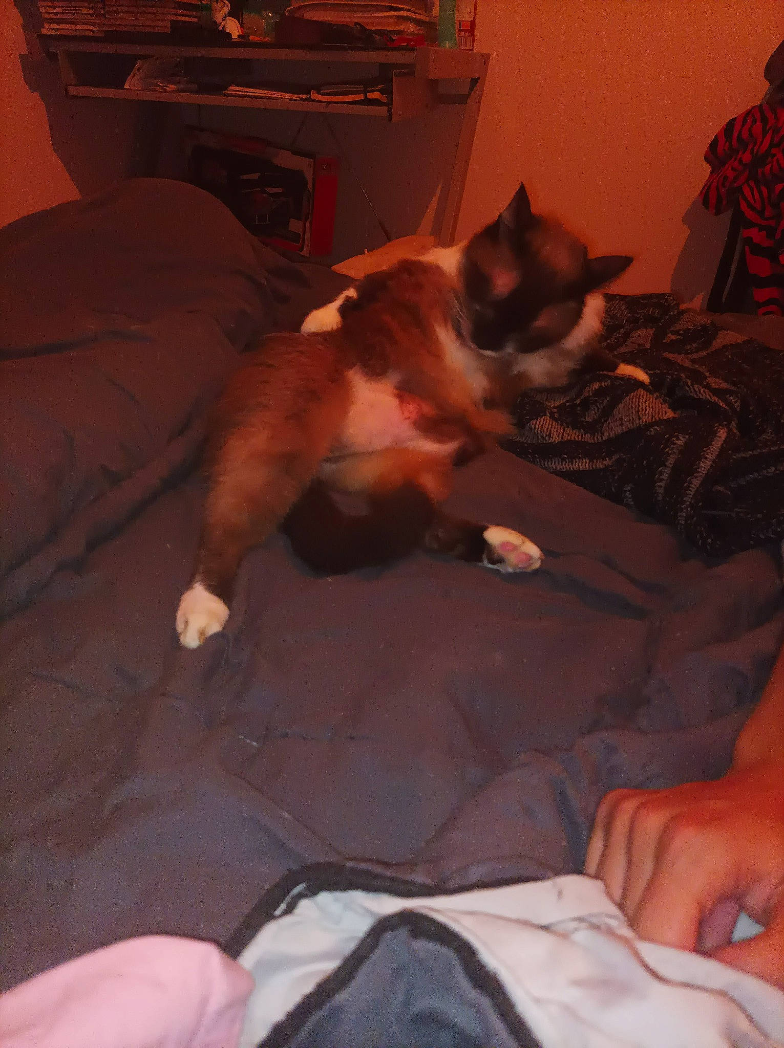 Gratouille participe au concours pour gagner de l'argent avec cette photo : bed, brown, carnivore, cat, comfort, companion_dog, dog_breed, domestic_short_haired_cat, fawn, felidae, fur, human_leg, lap, linens, nap, room, small_to_medium_sized_cats, tail, textile, whiskers