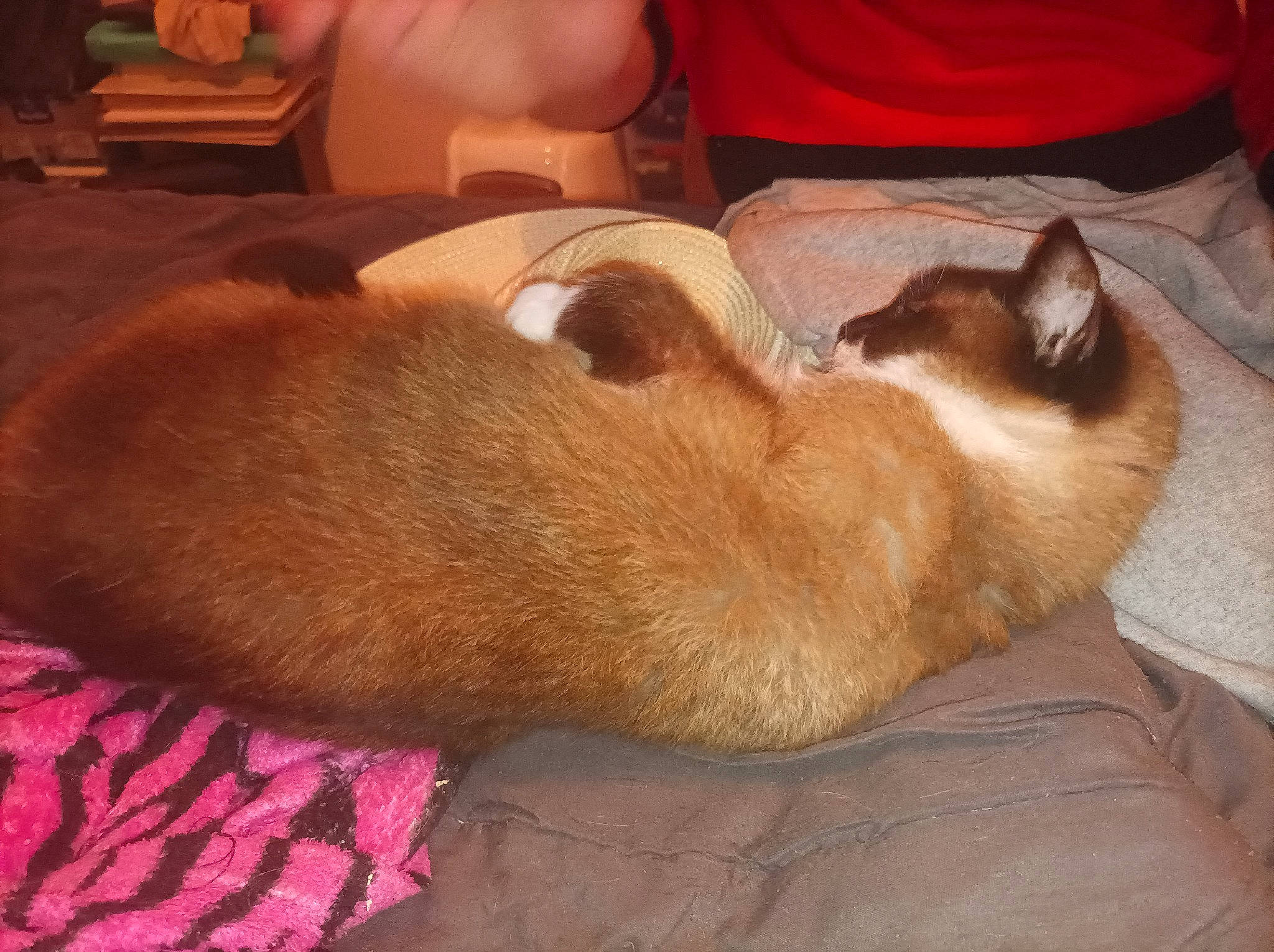 Grabouille participe au concours pour gagner de l'argent avec cette photo : carnivore, comfort, companion_dog, dog, dog_breed, ear, fawn, felidae, fur, human_leg, lap, liver, paw, small_to_medium_sized_cats, snout, sporting_group, tail, whiskers, wood, working_animal