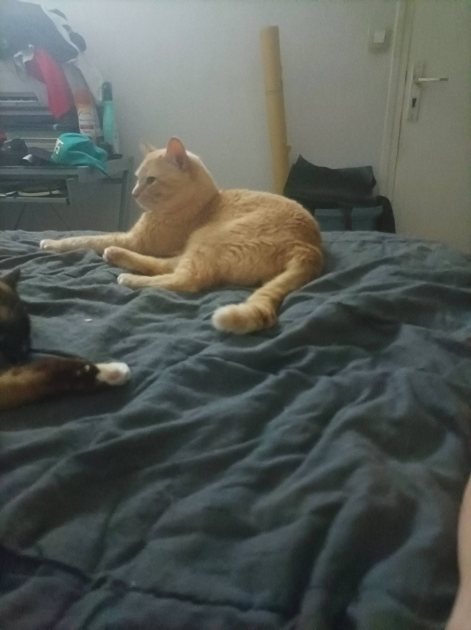 Grabouille a rejoint le concours — aidez-le/la à gagner de superbes lots ! bed, bed_sheet, bedding, bedroom, canidae, carnivore, cat, comfort, companion_dog, fawn, felidae, flooring, fur, linens, room, small_to_medium_sized_cats, tail, textile, whiskers, wood