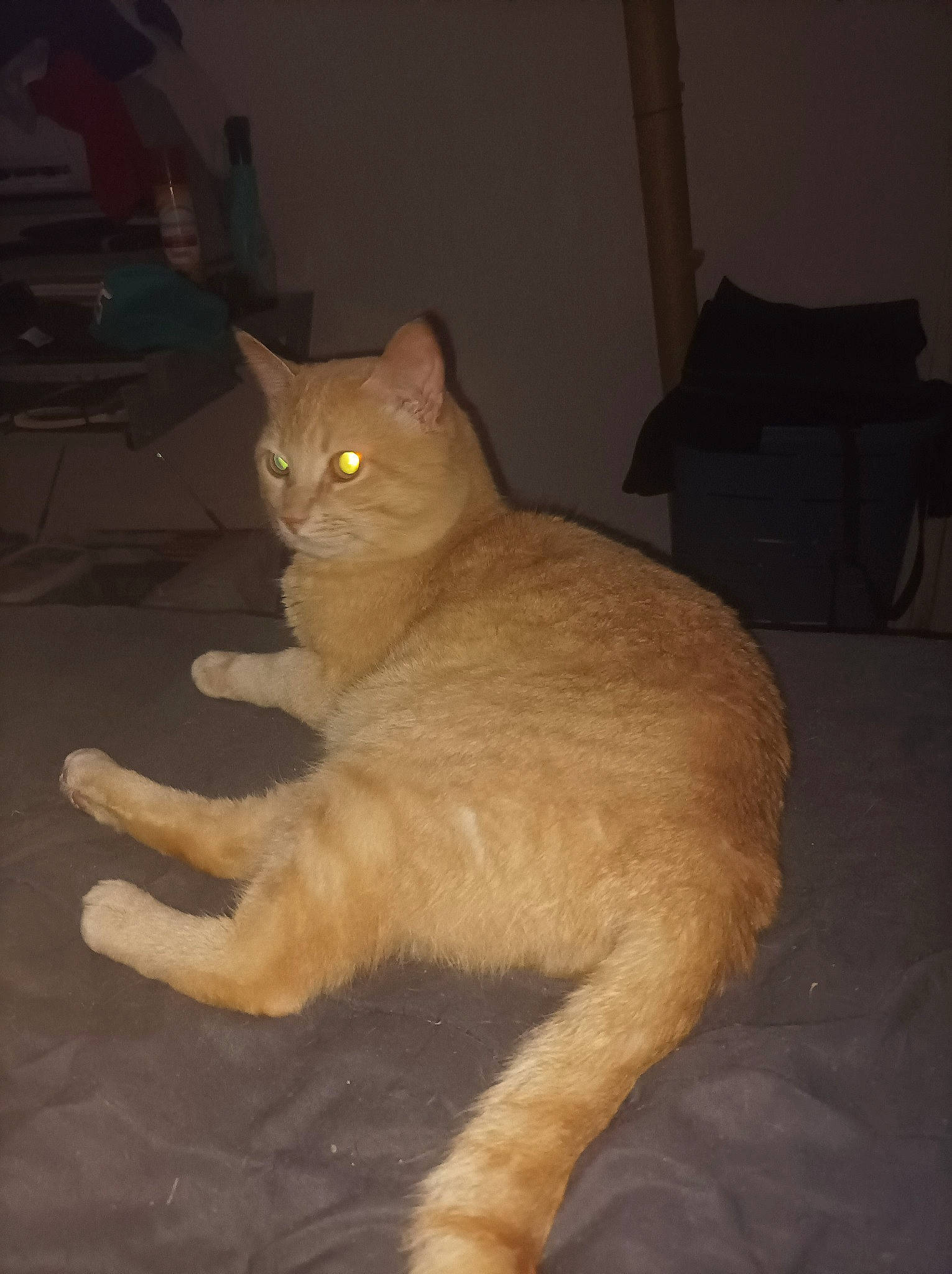 Grabouille a rejoint le concours — aidez-le/la à gagner de superbes lots ! carnivore, cat, claw, domestic_short_haired_cat, fawn, felidae, flooring, fur, paw, small_to_medium_sized_cats, snout, tail, terrestrial_animal, whiskers, wood