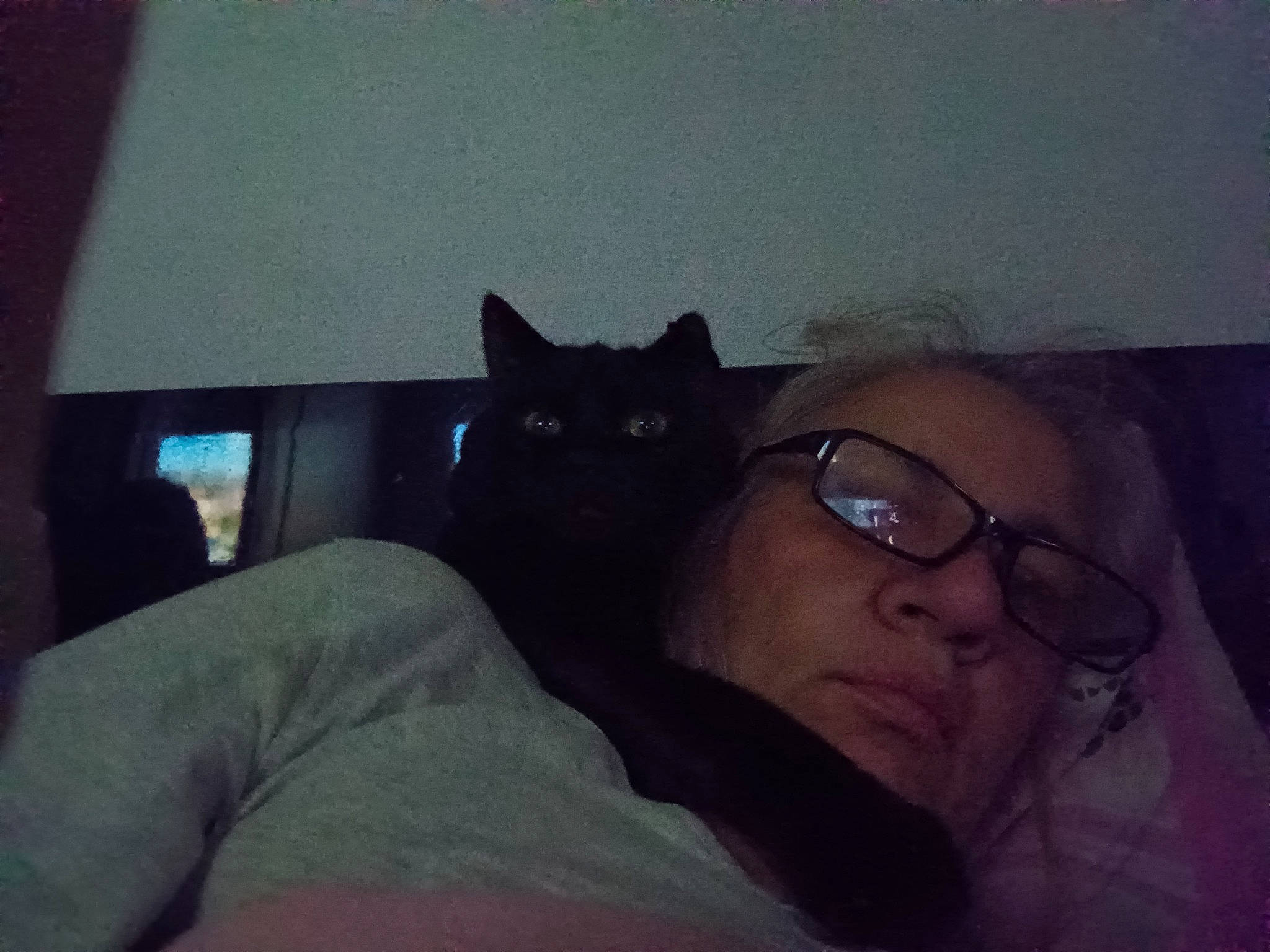 Fripouille participe au concours pour gagner de l'argent avec cette photo : carnivore, cat, comfort, darkness, domestic_short_haired_cat, ear, eyewear, felidae, fur, glasses, grey, iris, lap, long_hair, room, small_to_medium_sized_cats, tail, tints_and_shades, vision_care, whiskers