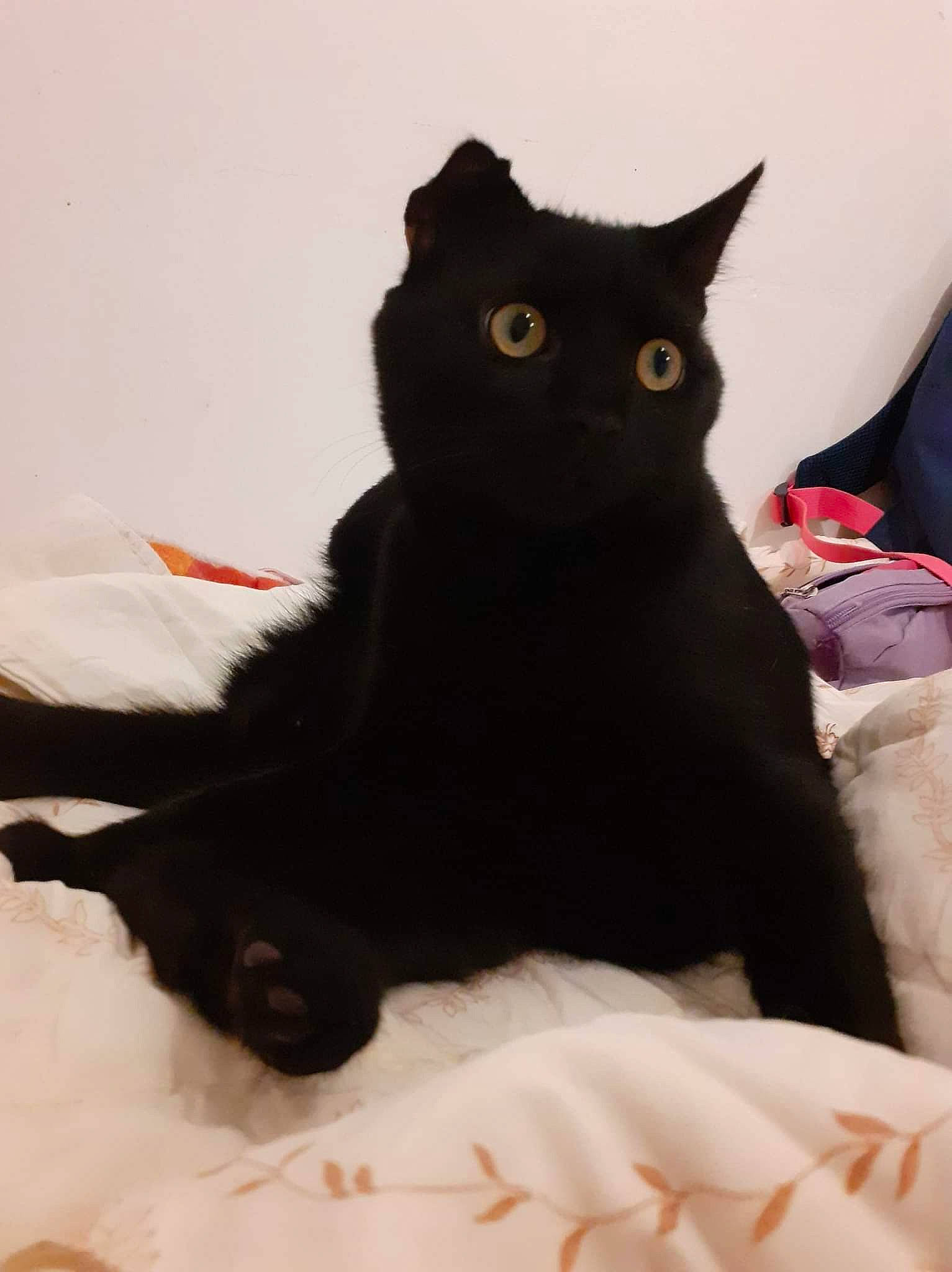 Fripouille a rejoint le concours — aidez-le/la à gagner de superbes lots ! bed, bedding, black_cat, bombay, carnivore, cat, claw, comfort, domestic_short_haired_cat, felidae, fur, grey, linens, room, sitting, small_to_medium_sized_cats, snout, tail, whiskers, window