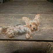 Lady Spartica is registered to the contest to win money with this photo: animal, brown_fur, canine, close_up, companion, curious, dog, ears, fur, looking_up, nature, outdoor, paw, pet, pet_portrait, rustic, small_dog, stairs, wood_texture, wooden_stairs