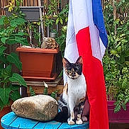 M'Boté participe au concours pour gagner de l'argent avec cette photo : animal, backyard, bulldog, canine, cat, dog, flag, jar, manx, nature, outdoors, pet, plant, planter, pottedplant, pottery, summer, vase, wood, yard