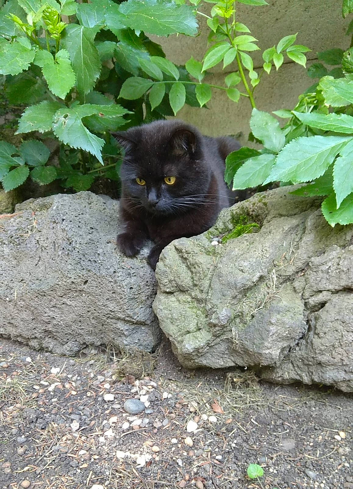 Léon participe au concours pour gagner de l'argent avec cette photo : asian_semi_longhair, black_cat, bombay, british_semi_longhair, carnivore, cat, domestic_long_haired_cat, domestic_short_haired_cat, felidae, grass, leaf, nebelung, norwegian_forest_cat, organism, persian, plant, small_to_medium_sized_cats, whiskers