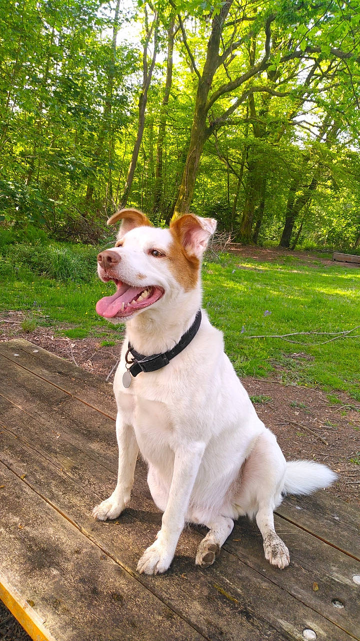 Max a rejoint le concours — aidez-le/la à gagner de superbes lots ! canidae, carnivore, collar, companion_dog, dog, dog_breed, dog_collar, fawn, grass, leash, plant, smile, snout, sporting_group, tail, tree, walking, whiskers, wood, working_animal