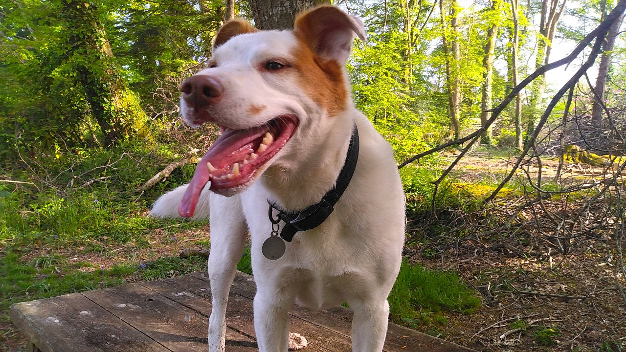 Max participe au concours pour gagner de l'argent avec cette photo : canidae, carnivore, collar, companion_dog, dog, dog_breed, dog_collar, fang, fawn, grass, jaw, leash, plant, smile, snout, sporting_group, tree, whiskers, working_animal, working_dog