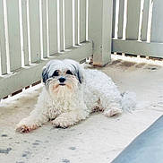 Becky is registered to the contest to win money with this photo: black_ears, calm, concrete, curly_fur, cute, daylight, dog, domestic_animal, fence, fluffy, home, laying_down, outdoor, pet, porch, quiet, relaxed, resting, small_dog, white