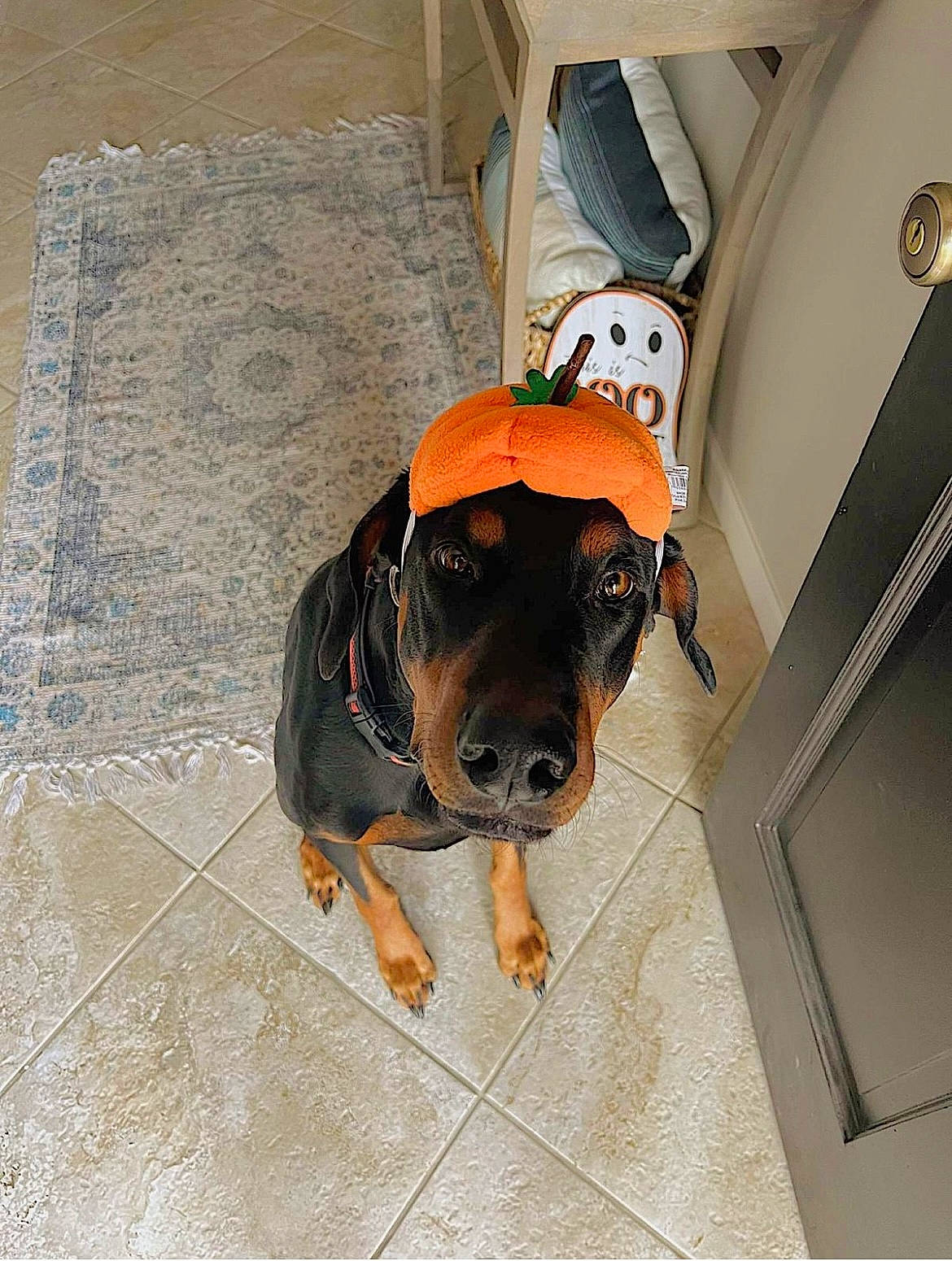 Timis is registered to the contest to win money with this photo: canidae, carnivore, collar, companion_dog, concrete, dog, dog_breed, dog_supply, floor, flooring, grey, guard_dog, hardwood, hunting_dog, pet_supply, rectangle, toy_dog, wood, working_animal, working_dog