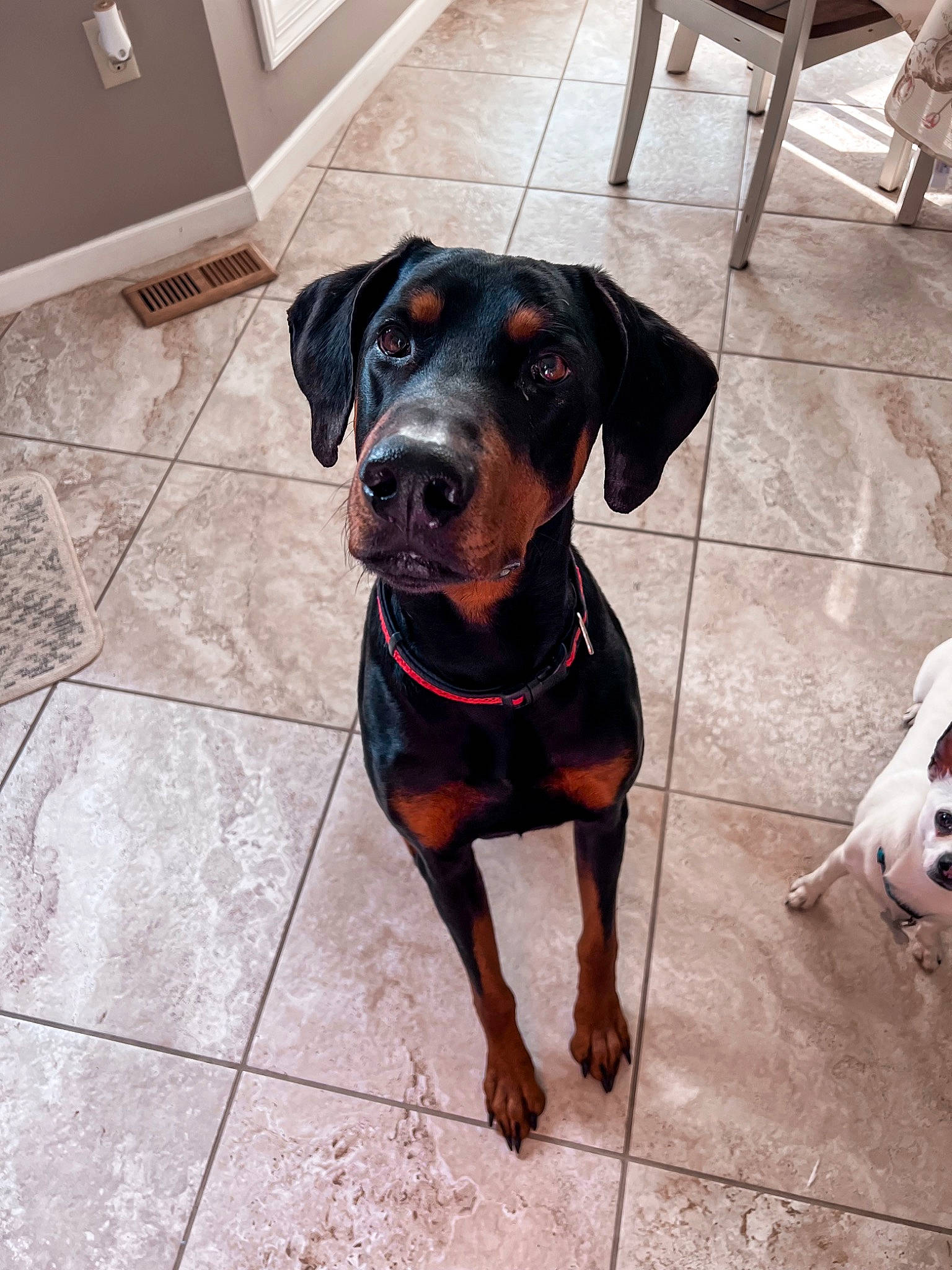 Timis is registered to the contest to win money with this photo: carnivore, chair, collar, companion_dog, dog, dog_breed, dog_collar, fawn, floor, flooring, fur, guard_dog, leash, liver, pet_supply, rottweiler, snout, sporting_group, working_animal, working_dog