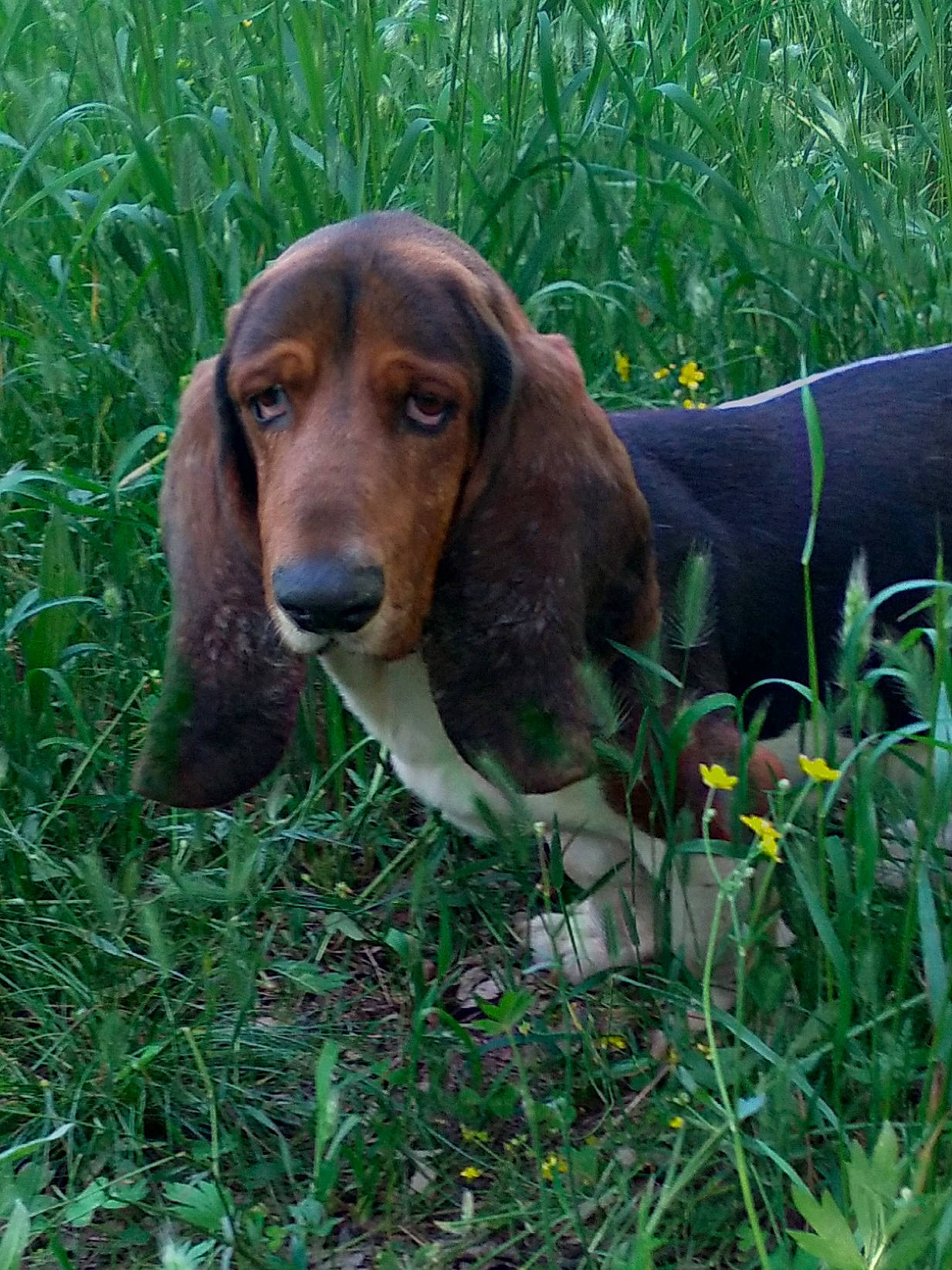 Eeyore is registered to the contest to win money with this photo: basset_hound, carnivore, companion_dog, dog, dog_breed, fawn, grass, hound, hunting_dog, liver, plant, scent_hound, snout, sporting_group, terrestrial_animal, working_animal