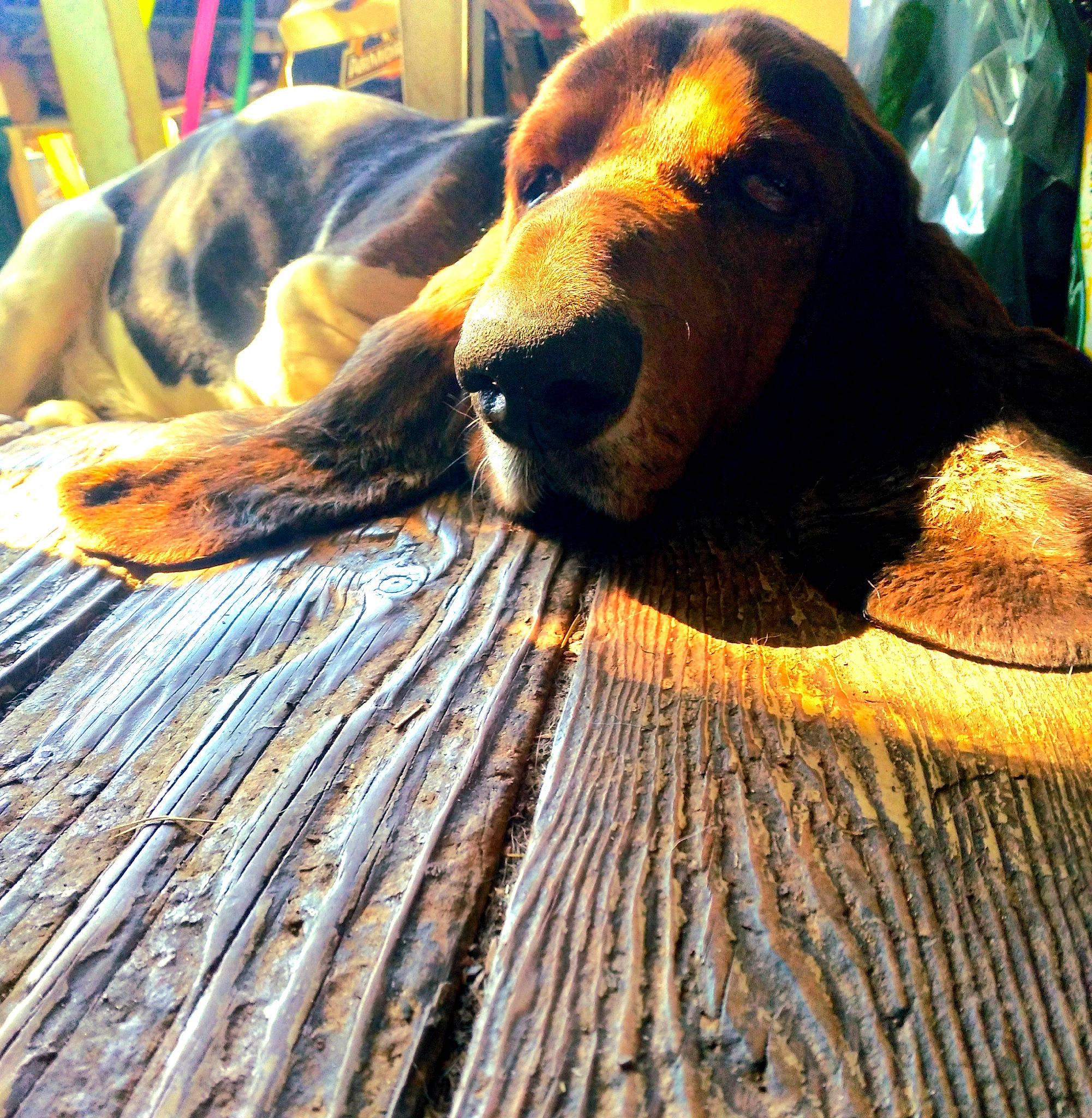 Eeyore joined the competition — help win amazing prizes! ancient_dog_breeds, blanket, carnivore, comfort, companion_dog, dog, dog_breed, dog_supply, fawn, fur, guard_dog, hound, linens, liver, metal, pattern, wood, working_animal, working_dog