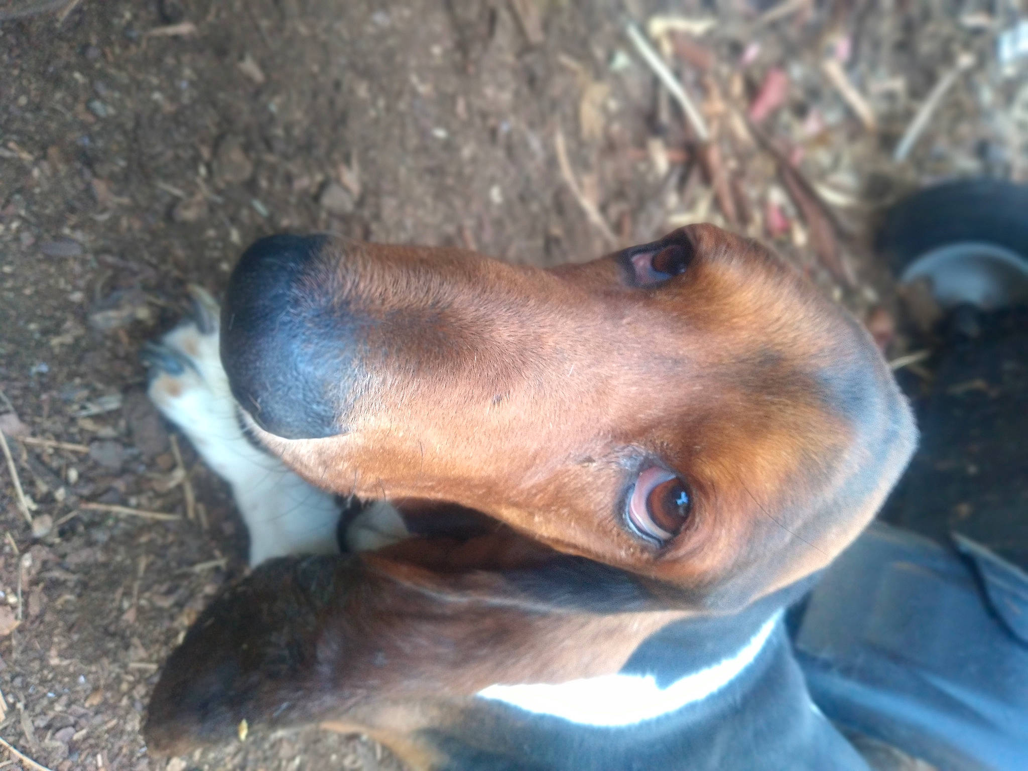 Eeyore joined the competition — help win amazing prizes! canidae, carnivore, dobermann, dog, dog_breed, fawn, guard_dog, hunting_dog, liver, segugio_italiano, snout, sporting_group, terrestrial_animal, whiskers, wildlife, working_animal