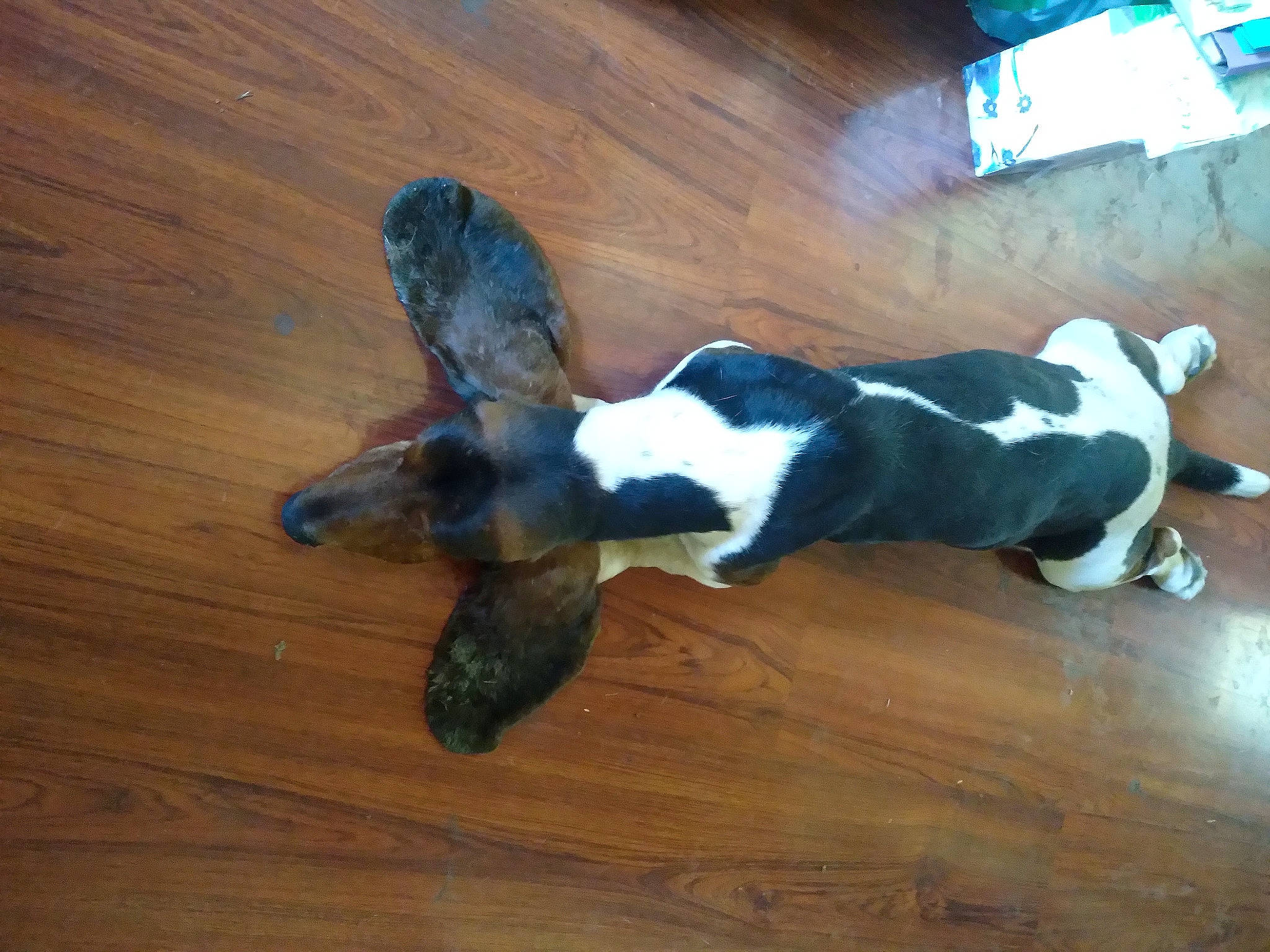 Eeyore joined the competition — help win amazing prizes! brown, canidae, carnivore, comfort, companion_dog, dog, dog_breed, fawn, floor, flooring, fur, hardwood, laminate_flooring, plank, sporting_group, tail, varnish, wood, wood_flooring, wood_stain