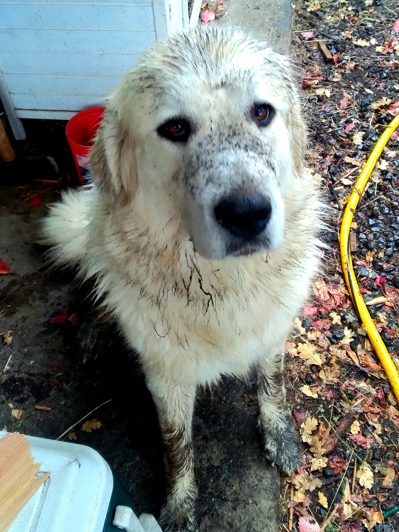 Grace joined the competition — help win amazing prizes! ancient_dog_breeds, canidae, carnivore, companion_dog, dog, dog_breed, dog_collar, fur, labradoodle, leash, pet_supply, snout, sporting_group, street_dog, terrestrial_animal, terrier, tire, toy_dog, whiskers, working_animal