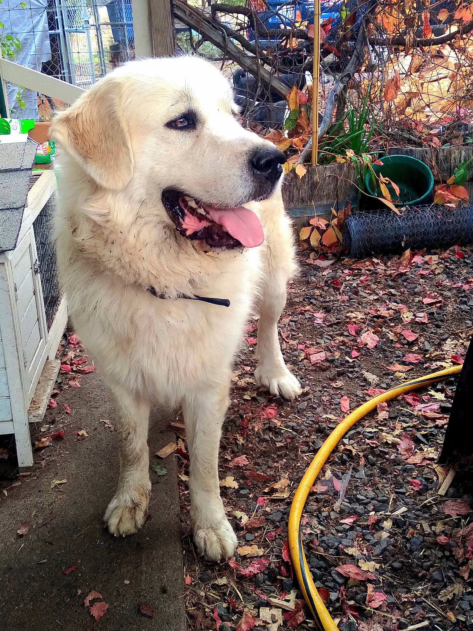 Grace is registered to the contest to win money with this photo: ancient_dog_breeds, carnivore, collar, companion_dog, dog, dog_breed, dog_collar, fang, fawn, fur, grass, great_pyrenees, leash, livestock_guardian_dog, pet_supply, plant, soil, street_dog, tail, working_dog