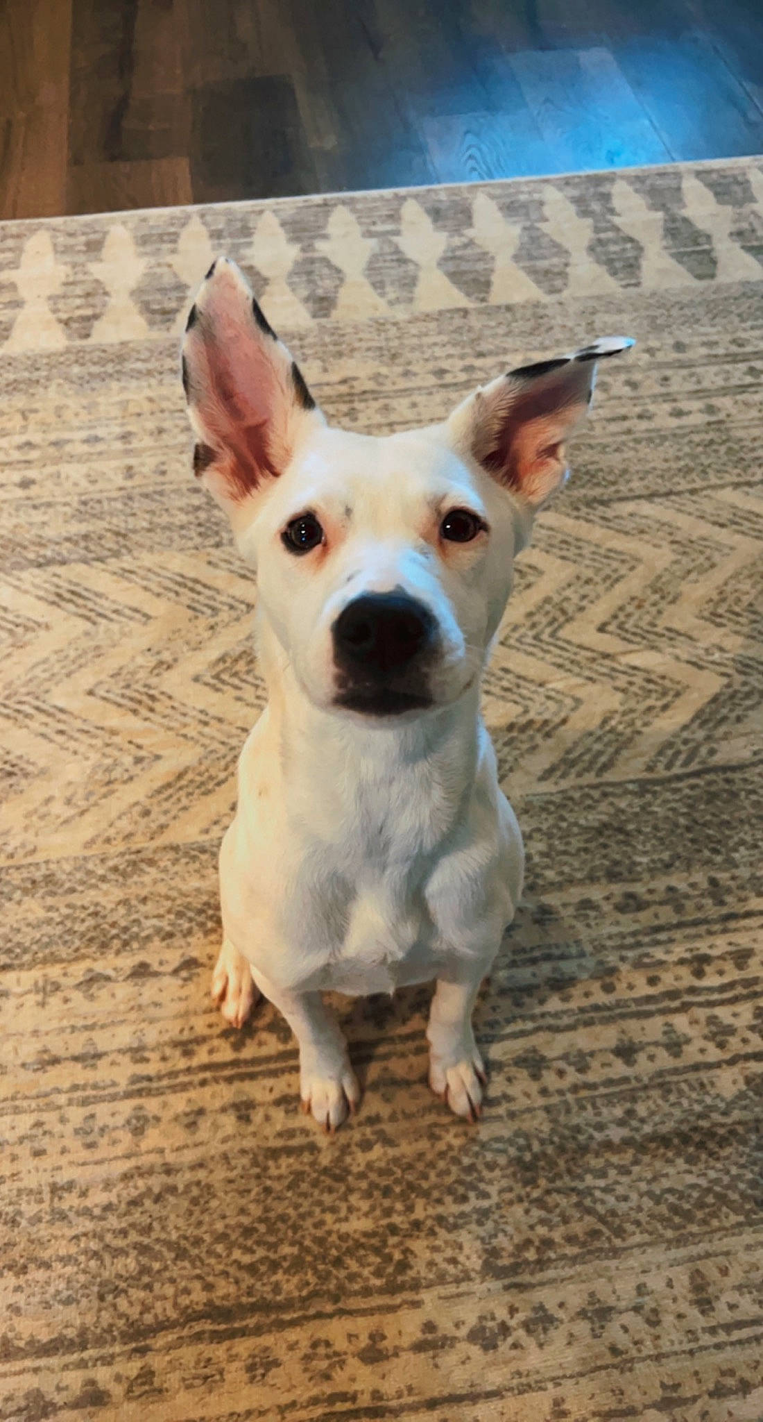 Diamond is registered to the contest to win money with this photo: canidae, carnivore, collar, companion_dog, dog, dog_breed, fawn, flooring, fur, paw, puppy, snout, sporting_group, tail, terrestrial_animal, terrier, toy_dog, whiskers, wood, working_animal