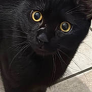 Loulou a rejoint le concours — aidez-le/la à gagner de superbes lots ! animal, black_cat, cat, close_up, curious, cute, domestic_cat, ears, feline, fur, indoor, looking_at_camera, mammal, nose, paw, pet, portrait, tile_floor, whiskers, yellow_eyes