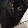 animal, black_cat, cat, close_up, curious, cute, domestic_cat, ears, feline, fur, indoor, looking_at_camera, mammal, nose, paw, pet, portrait, tile_floor, whiskers, yellow_eyes
