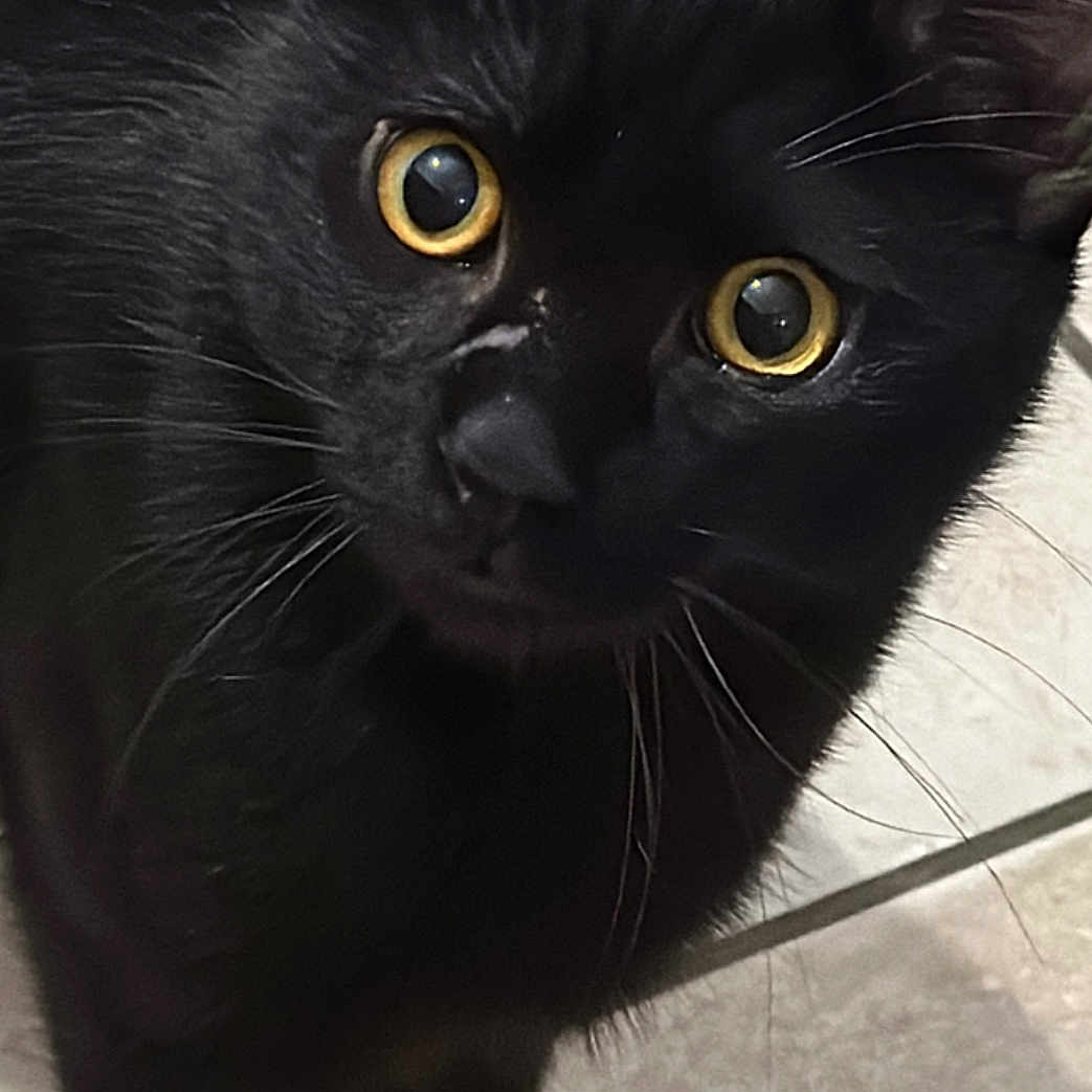 Loulou a rejoint le concours — aidez-le/la à gagner de superbes lots ! animal, black_cat, cat, close_up, curious, cute, domestic_cat, ears, feline, fur, indoor, looking_at_camera, mammal, nose, paw, pet, portrait, tile_floor, whiskers, yellow_eyes