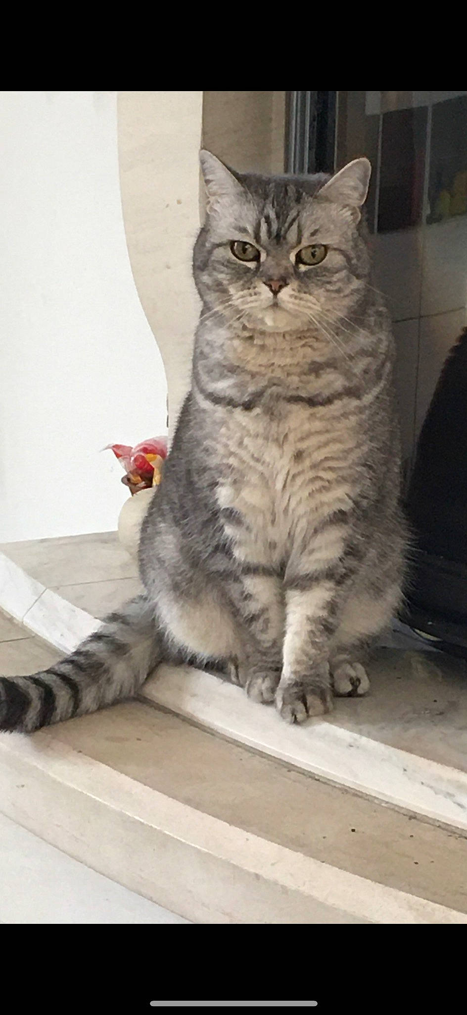 Crispy participe au concours pour gagner de l'argent avec cette photo : carnivore, cat, claw, domestic_short_haired_cat, felidae, flooring, foot, fur, grey, paw, sitting, small_to_medium_sized_cats, snout, tail, terrestrial_animal, whiskers