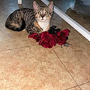 Stormfly is registered to the contest to win money with this photo: animal, artificial_flower, cat, curious, cute, ears, floor, flower, furniture, indoor, kitten, looking, paws, pet, shadow, sitting, tabby, tile, whiskers, young