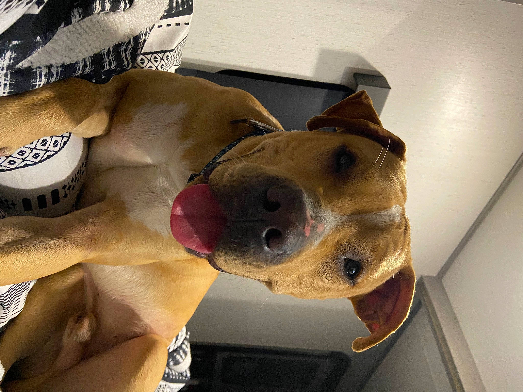 Meech joined the competition — help win amazing prizes! canidae, carnivore, chest, companion_dog, dog, dog_breed, dog_collar, eyewear, fawn, giant_dog_breed, guard_dog, metal, personal_protective_equipment, selfie, snout, soft_drink, sporting_group, thigh, whiskers, working_animal