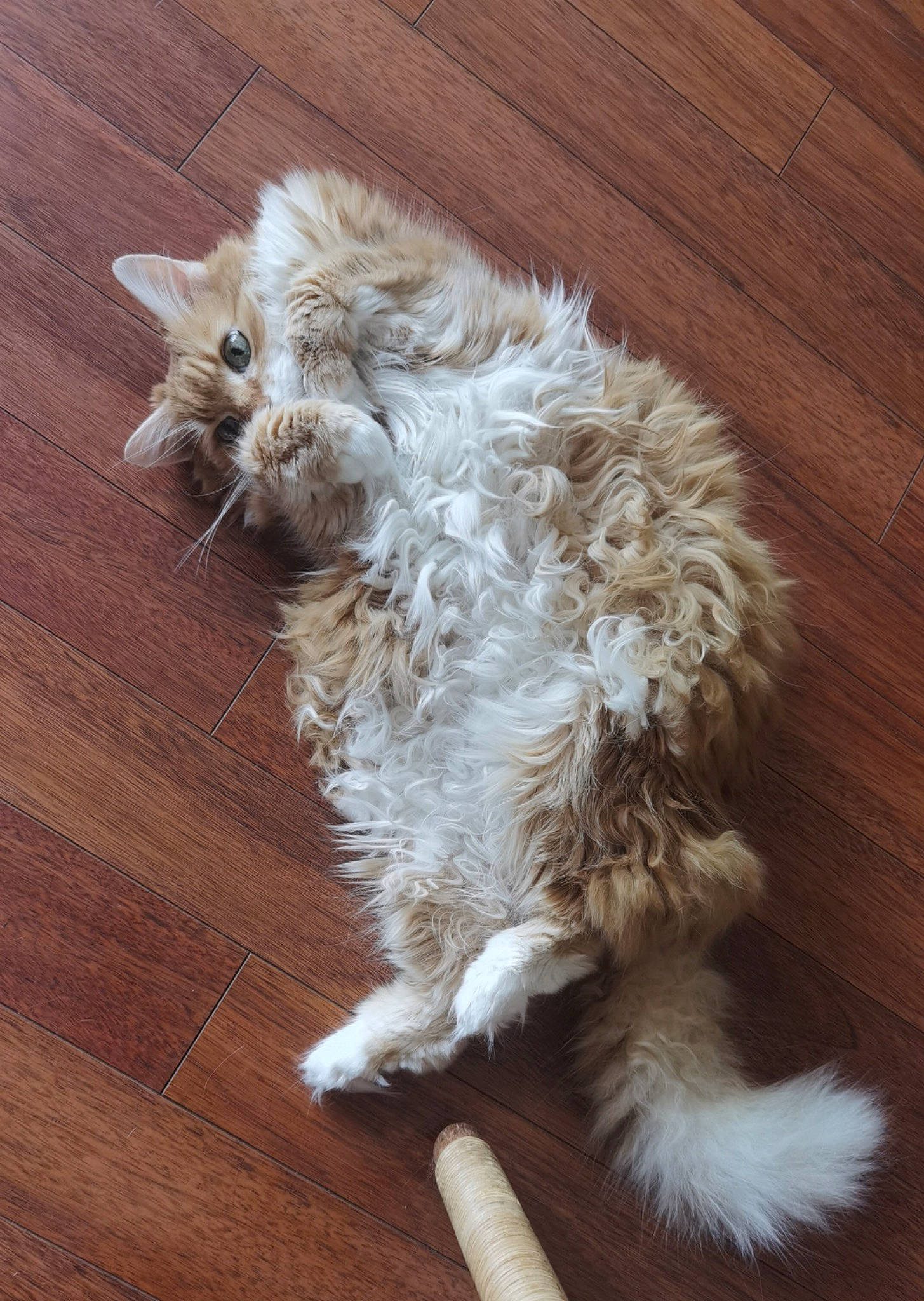 Caramelle participe au concours pour gagner de l'argent avec cette photo : canidae, carnivore, cat, companion_dog, dog_breed, fawn, felidae, flooring, fur, hardwood, plank, selkirk_rex, small_to_medium_sized_cats, snout, sporting_group, tail, varnish, whiskers, wood, wood_stain