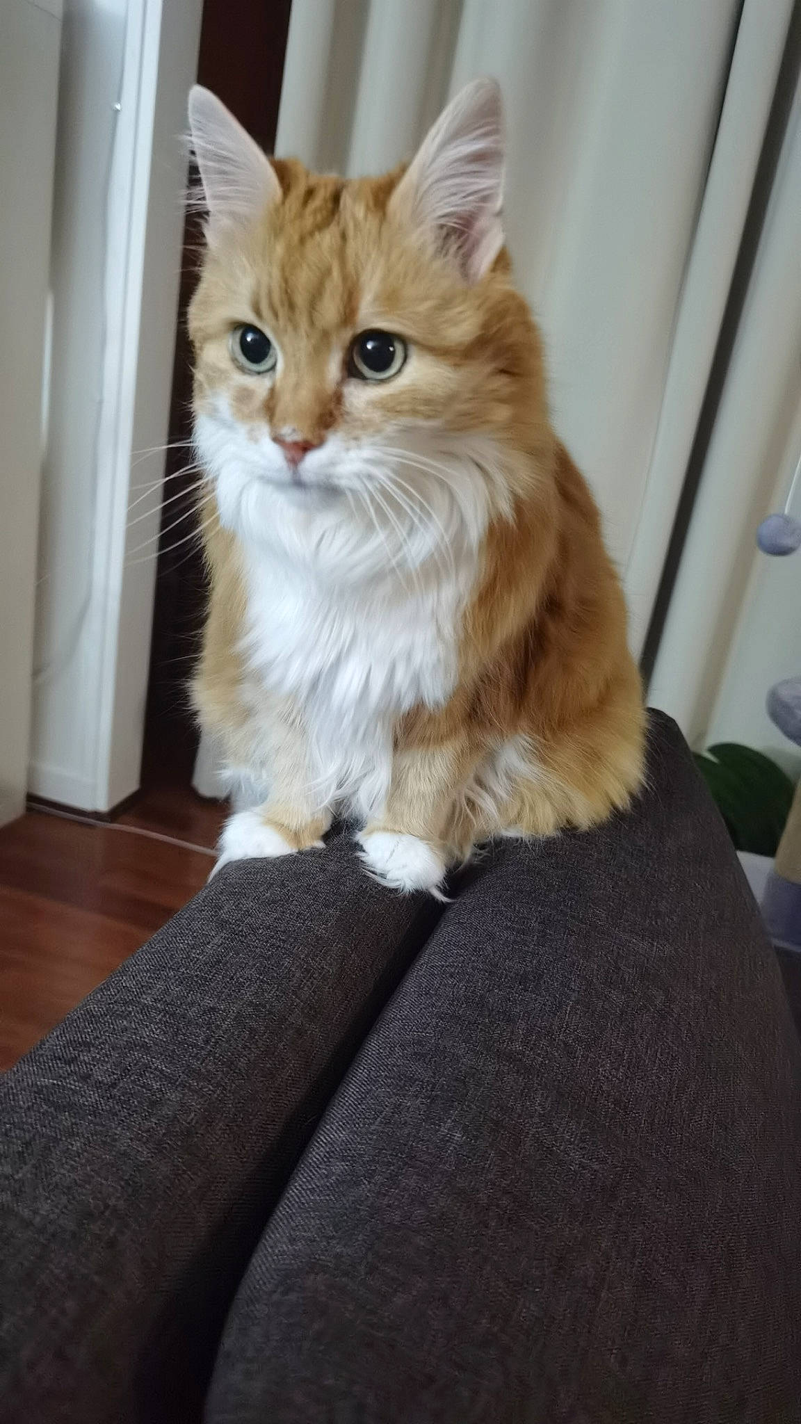 Caramelle participe au concours pour gagner de l'argent avec cette photo : box, carnivore, cat, claw, domestic_short_haired_cat, fawn, felidae, flooring, fur, hardwood, human_leg, paw, sitting, small_to_medium_sized_cats, snout, tail, terrestrial_animal, whiskers, window, wood