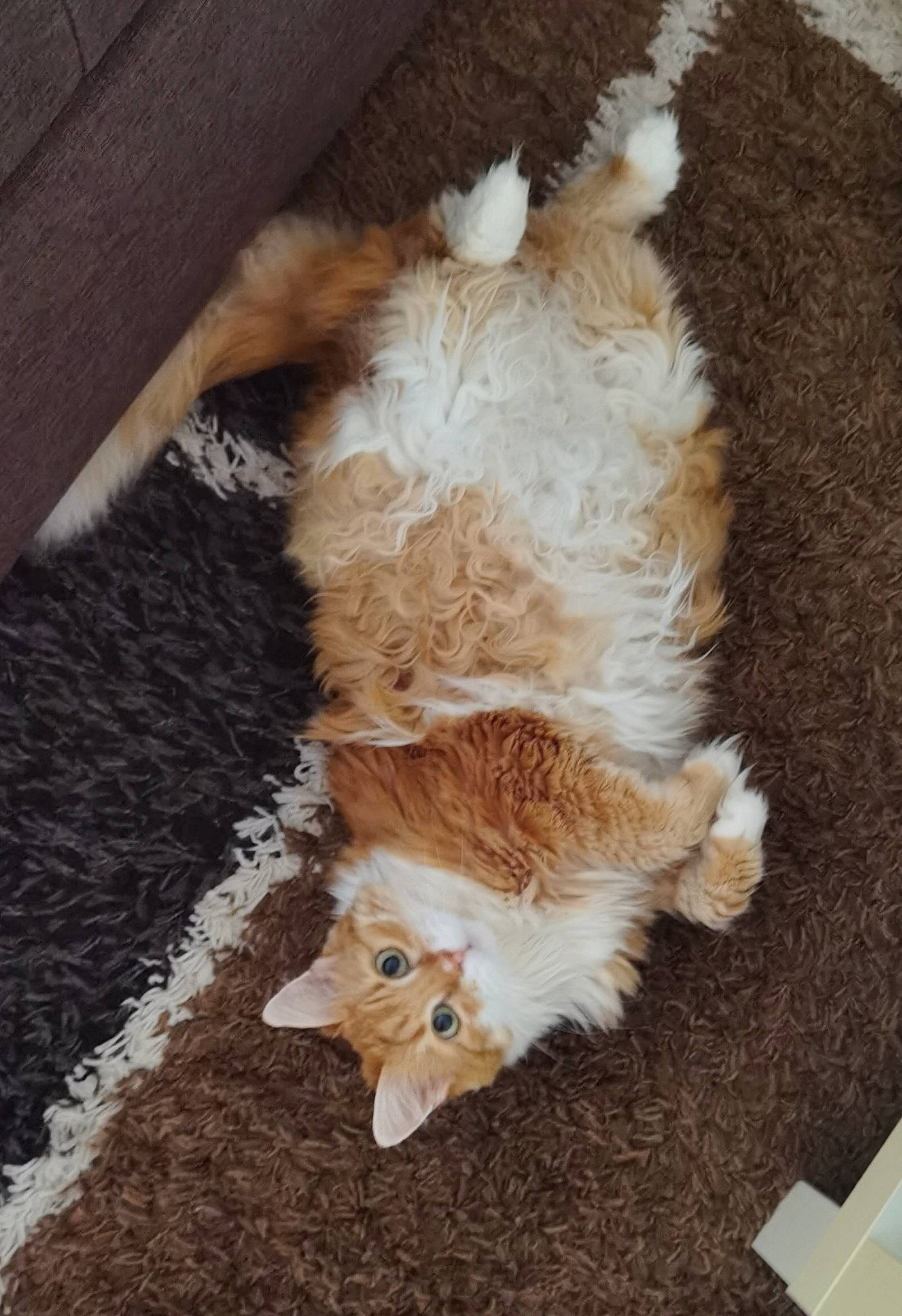 Caramelle a rejoint le concours — aidez-le/la à gagner de superbes lots ! brown, canidae, carnivore, cat, claw, companion_dog, dog_breed, fawn, felidae, flooring, fur, hardwood, paw, small_to_medium_sized_cats, sporting_group, tail, terrestrial_animal, toy_dog, whiskers, wood