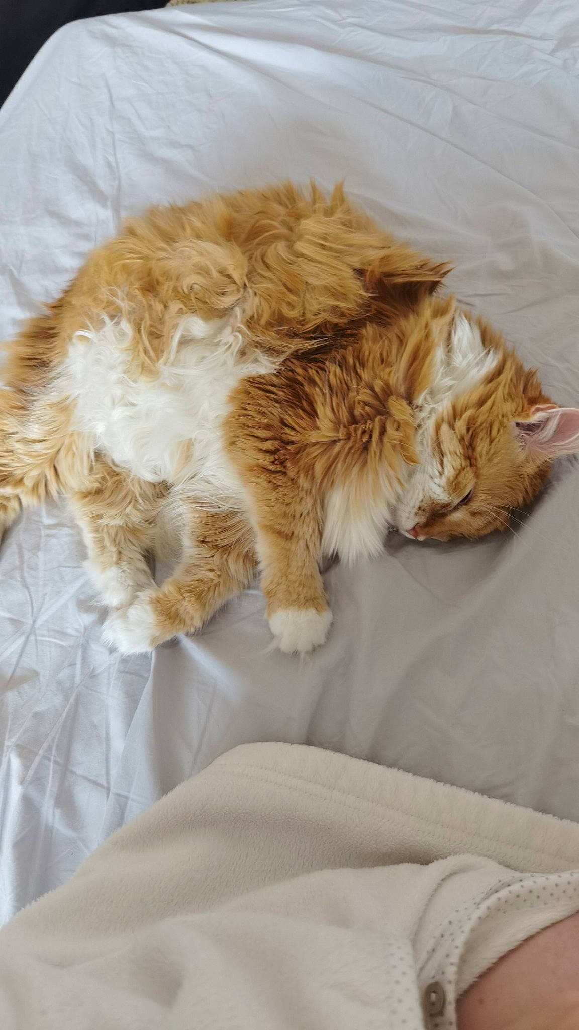 Caramelle participe au concours pour gagner de l'argent avec cette photo : carnivore, cat, claw, comfort, companion_dog, dog_breed, fawn, felidae, fur, linens, liver, maine_coon, nap, paw, sleep, small_to_medium_sized_cats, snout, tail, terrestrial_animal, whiskers
