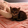 Puma is registered to the contest to win money with this photo: animal, bed, bedroom, blanket, cat, cozy, cute, ears, eyes, fur, indoor, kitten, lying_down, pet, plush_toy, portrait, sleeping, stuffed_animal, tabby, whiskers
