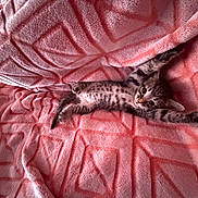 Puma is registered to the contest to win money with this photo: animal, bed, cat, cozy, cute, furry, indoor, kitten, lying_down, paws, pet, pink_blanket, portrait, sleeping, small, spotted_fur, stretching, tabby, tail, whiskers