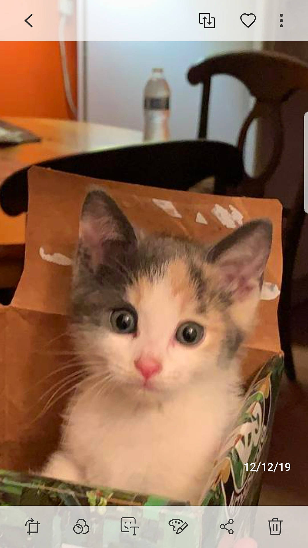 Toni joined the competition — help win amazing prizes! aegean_cat, american_shorthair, asian, box, burmilla, carnivore, cat, domestic_short_haired_cat, european_shorthair, fawn, felidae, kitten, mammal, munchkin, ragamuffin, ragdoll, small_to_medium_sized_cats, turkish_van, vertebrate, whiskers