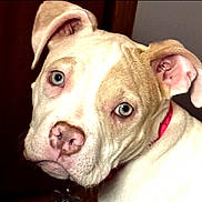 Roxi is registered to the contest to win money with this photo: dog, close_up, portrait, light_colored, blue_eyes, red_collar, curious, indoor, pet, canine, face, ears, nose, whiskers, animal, domestic_animal, looking, head_tilt, furry, young_dog